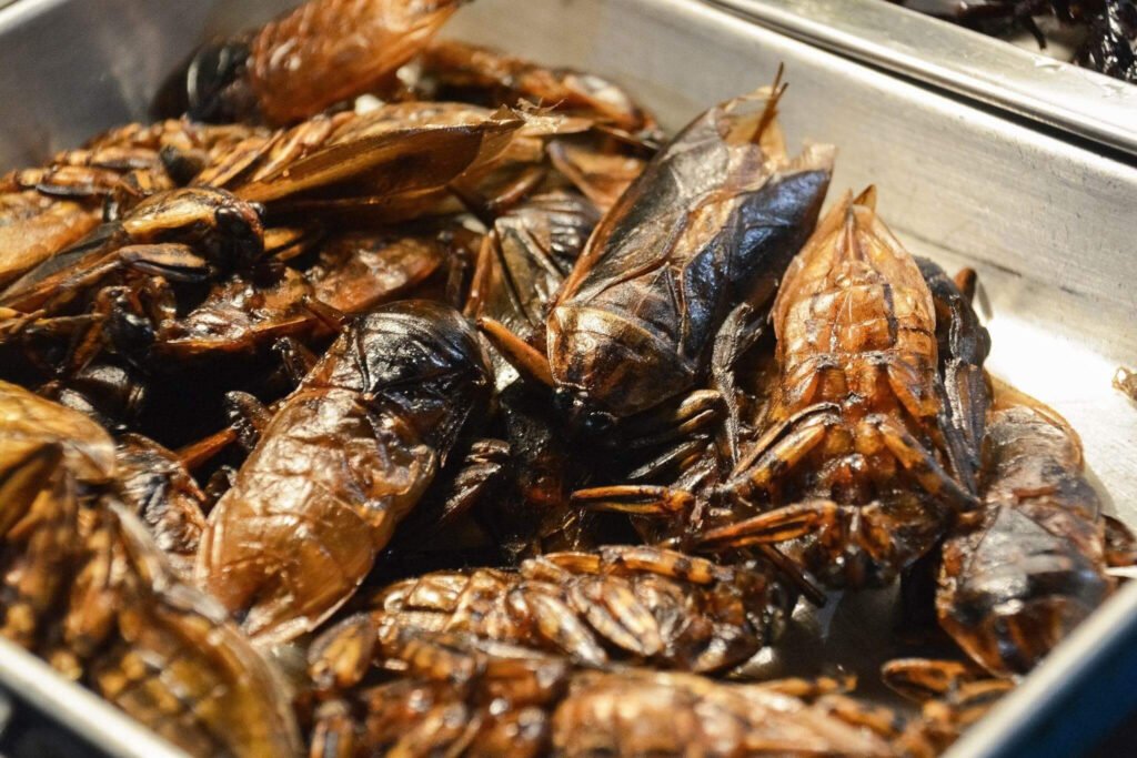 As 5 pragas urbanas que você precisa evitar 3 dedetizadora de baratas pragras urbanas
