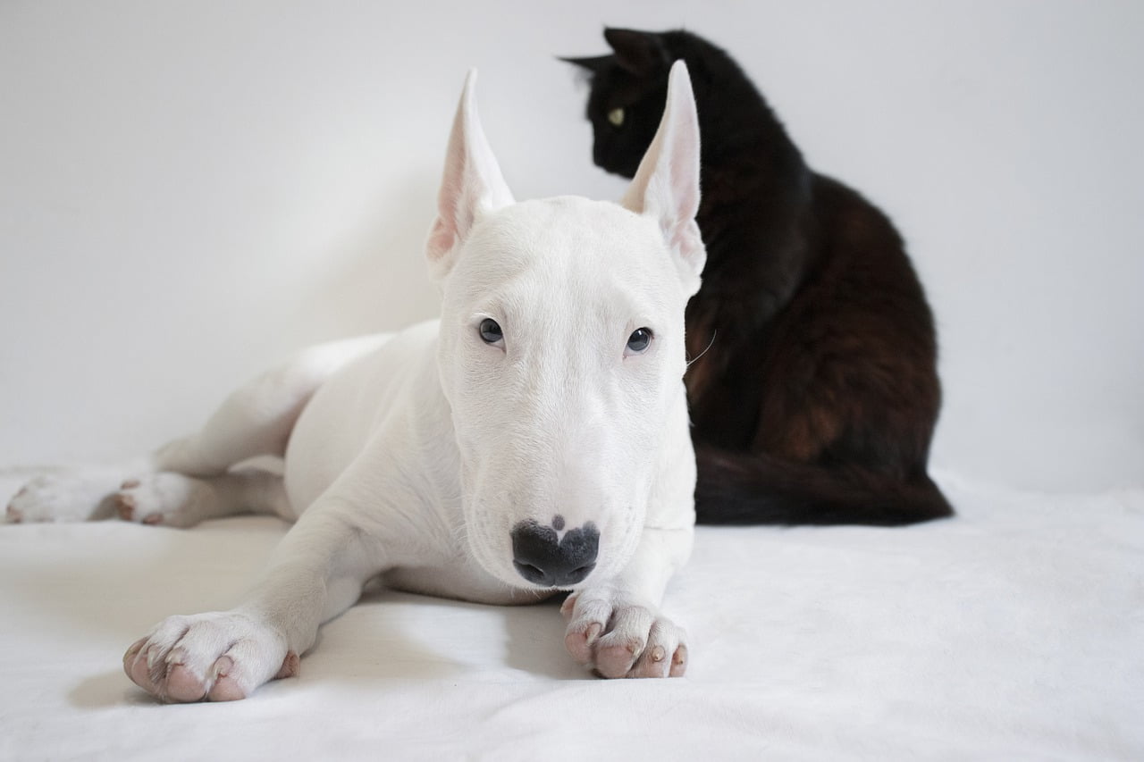 Bull Terrier: Comportamento e Personalidade 7 Bull Terrier: Comportamento e Personalidade