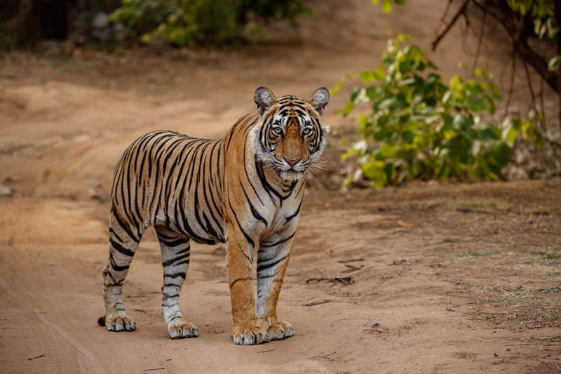 Qual o número do tigre no jogo do bicho?